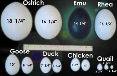 Comparison of Egg shells used in Art.